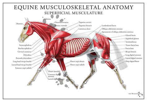Printable Horse Anatomy Chart
